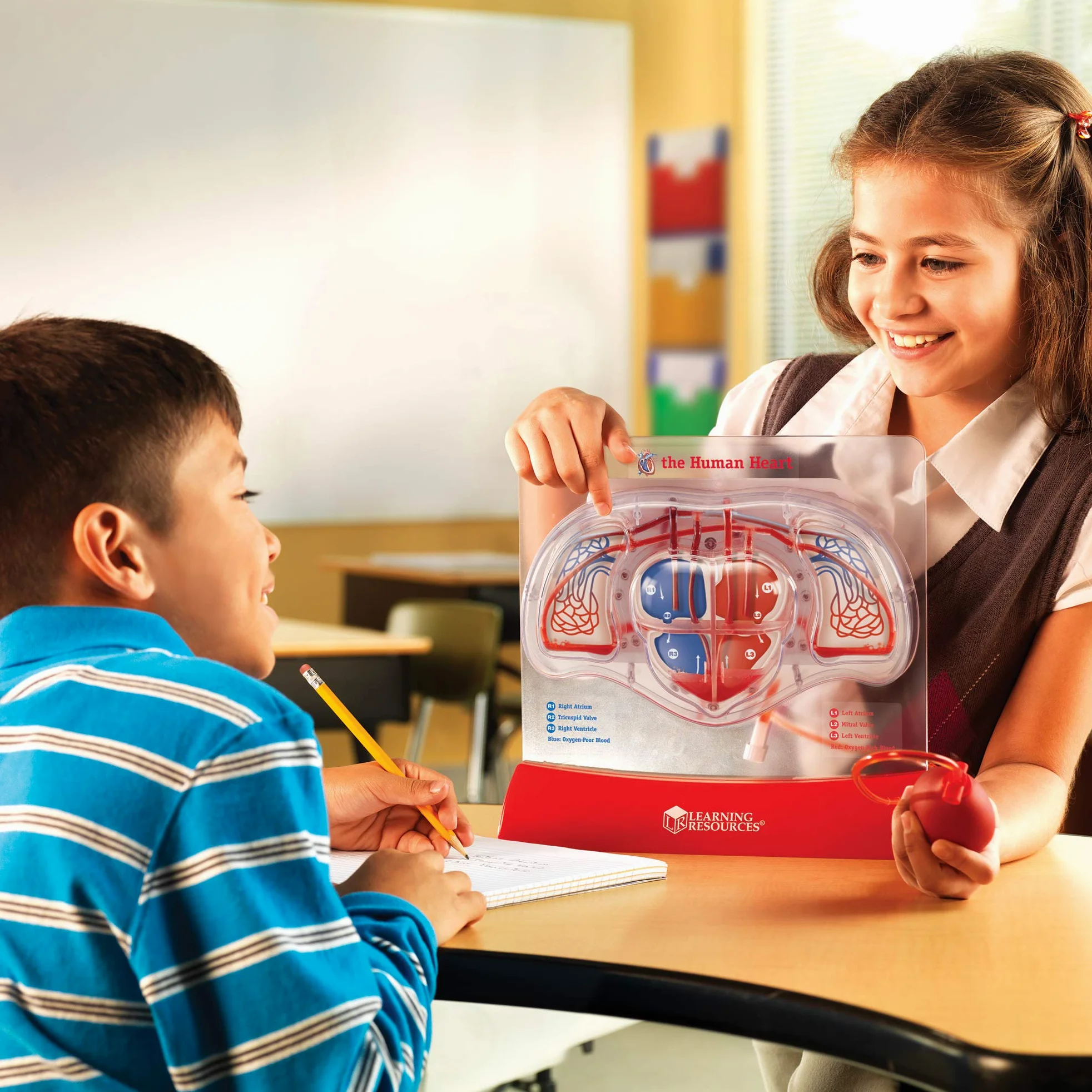 Learning Resources Modelo del corazón bombeante