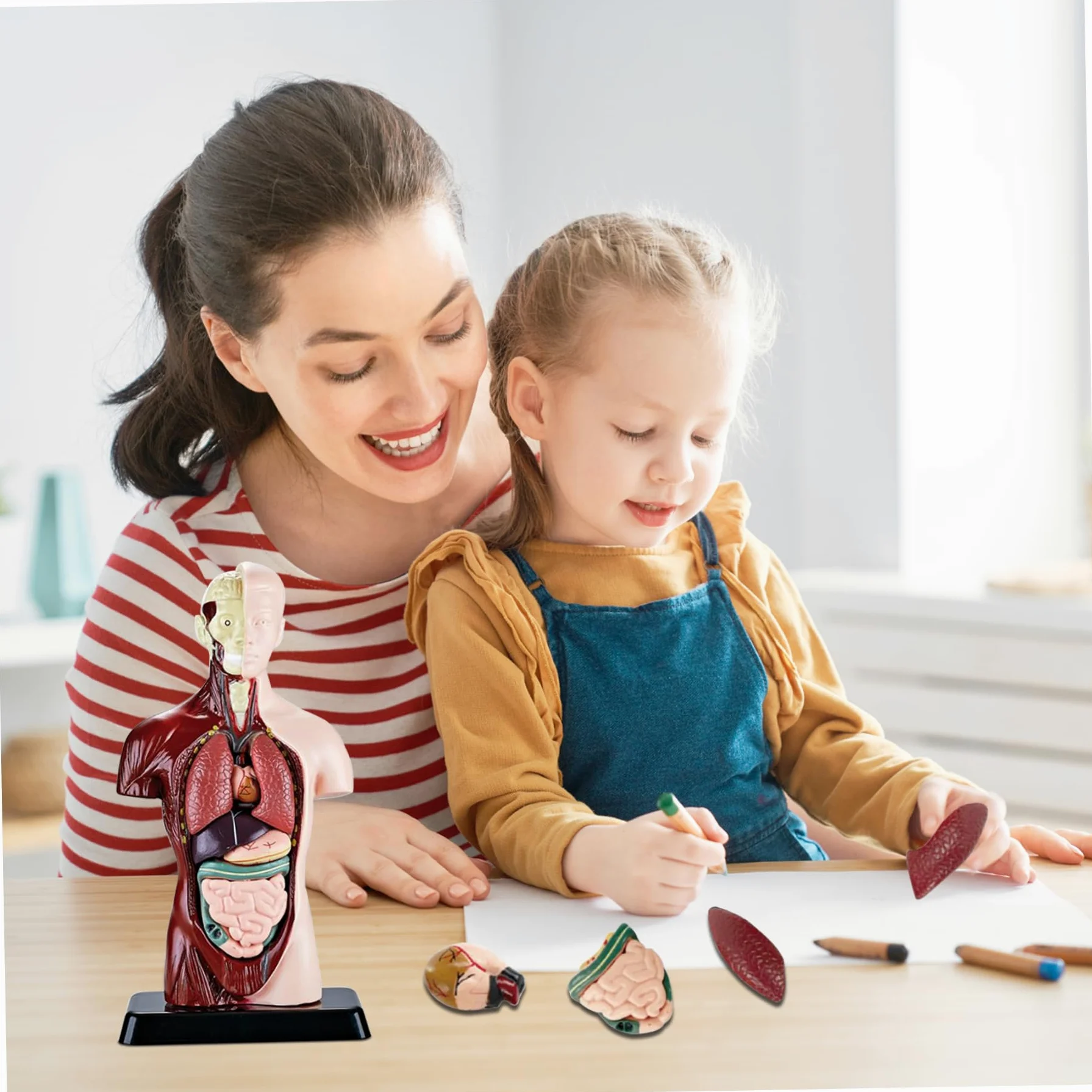 Xiaoxu Modelo del Cuerpo Humano para niños, Juguete de anatomía Humana Realista de 24,4 cm con 6 Partes de órganos extraíbles, Juguete Interactivo Educativo para niños de 6 años en adelante.
