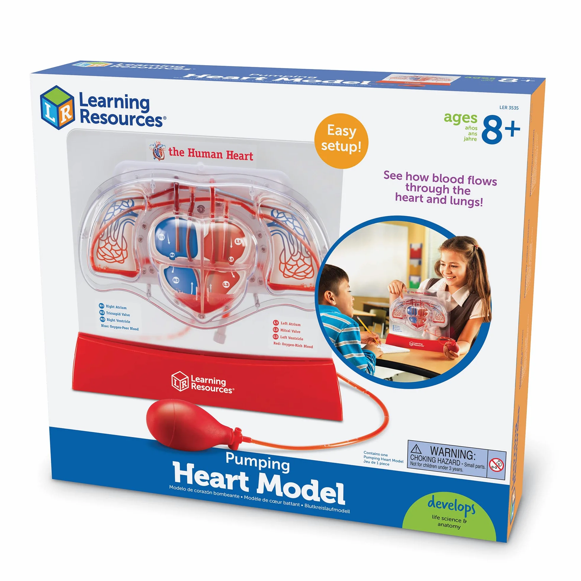 Learning Resources Modelo del corazón bombeante