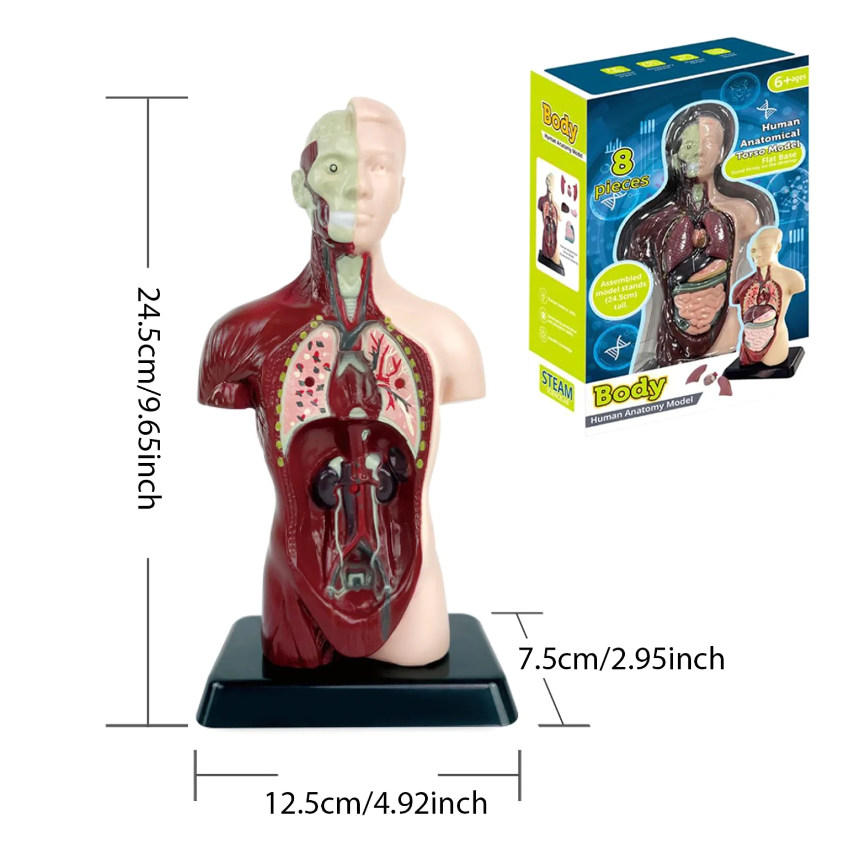 Xiaoxu Modelo del Cuerpo Humano para niños, Juguete de anatomía Humana Realista de 24,4 cm con 6 Partes de órganos extraíbles, Juguete Interactivo Educativo para niños de 6 años en adelante.