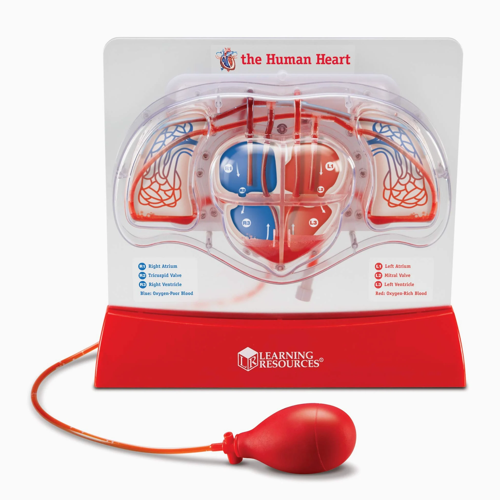 Learning Resources Modelo del corazón bombeante
