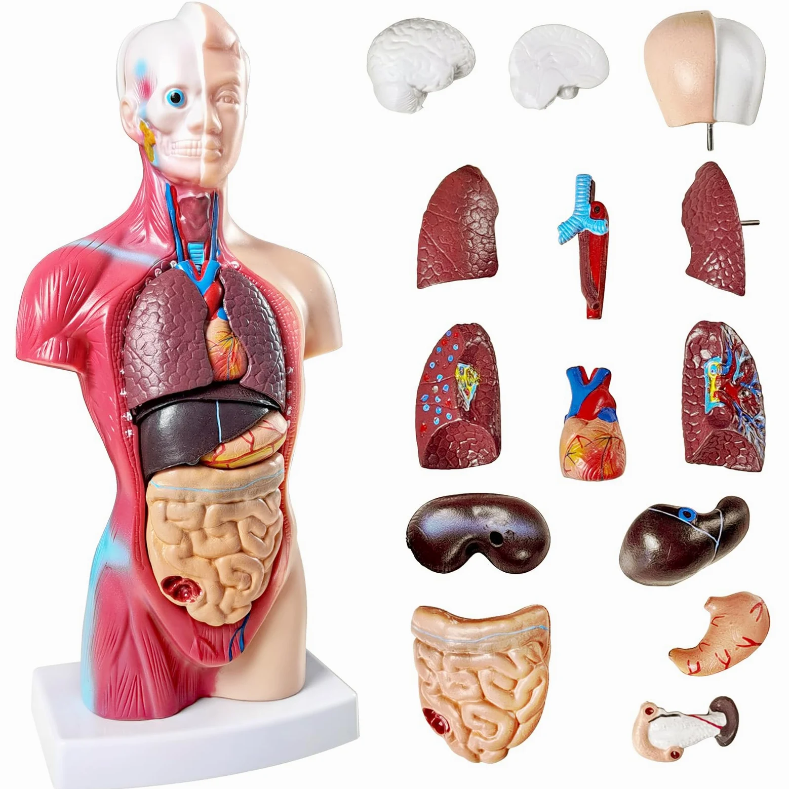 NEW HORIZON Modelo de torso de anatomía humana de 10.5 pulgadas, modelo de montaje anatómico de órganos humanos, 15 piezas de órganos extraíbles, exhibición de educación médica escolar con manual de