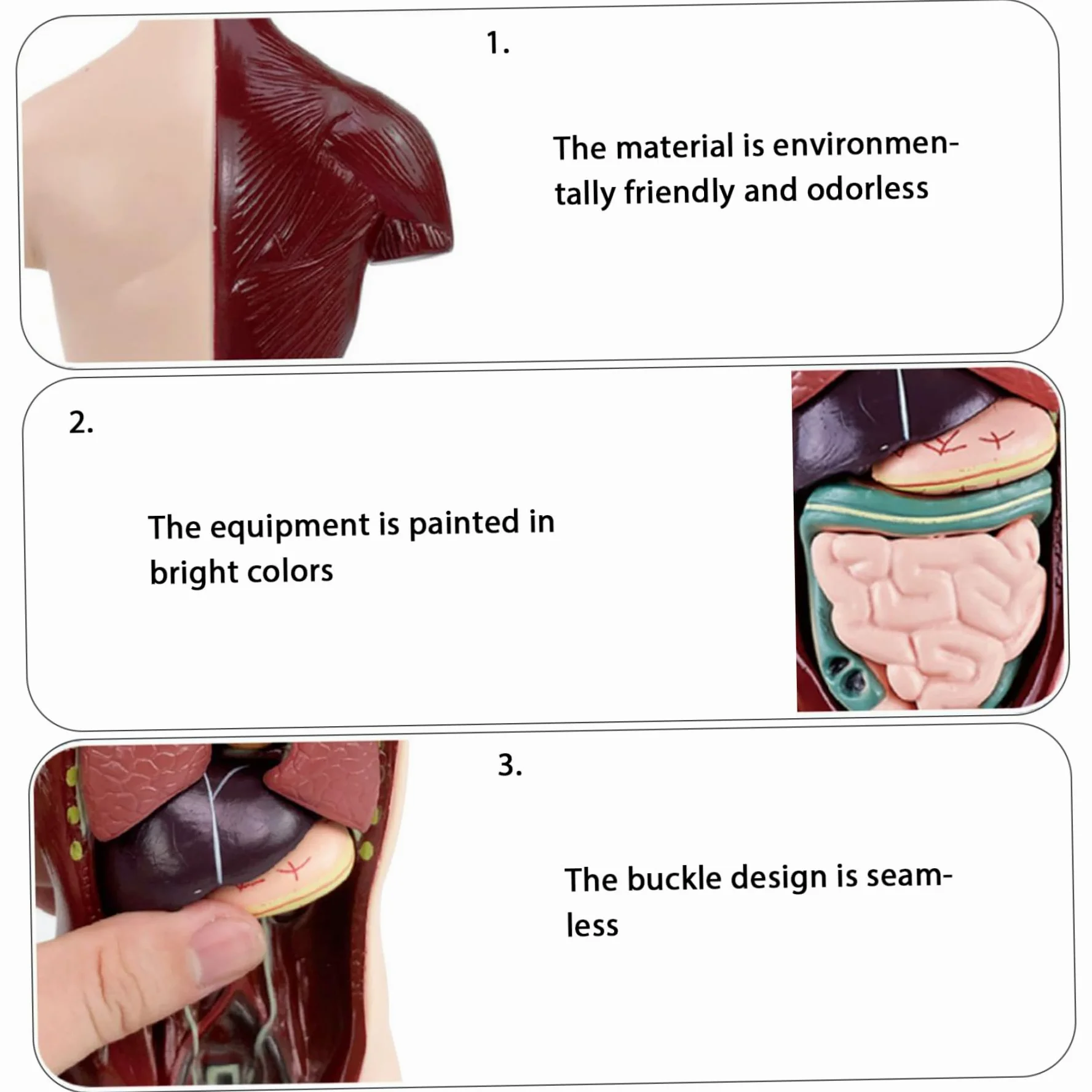 Xiaoxu Modelo del Cuerpo Humano para niños, Juguete de anatomía Humana Realista de 24,4 cm con 6 Partes de órganos extraíbles, Juguete Interactivo Educativo para niños de 6 años en adelante.
