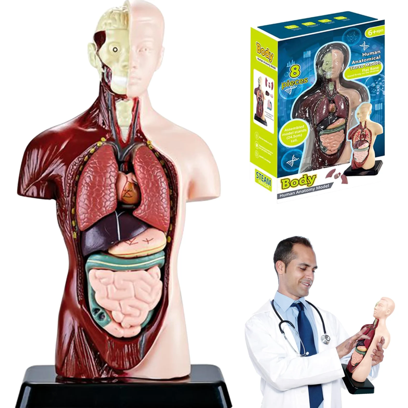 Xiaoxu Modelo del Cuerpo Humano para niños, Juguete de anatomía Humana Realista de 24,4 cm con 6 Partes de órganos extraíbles, Juguete Interactivo Educativo para niños de 6 años en adelante.