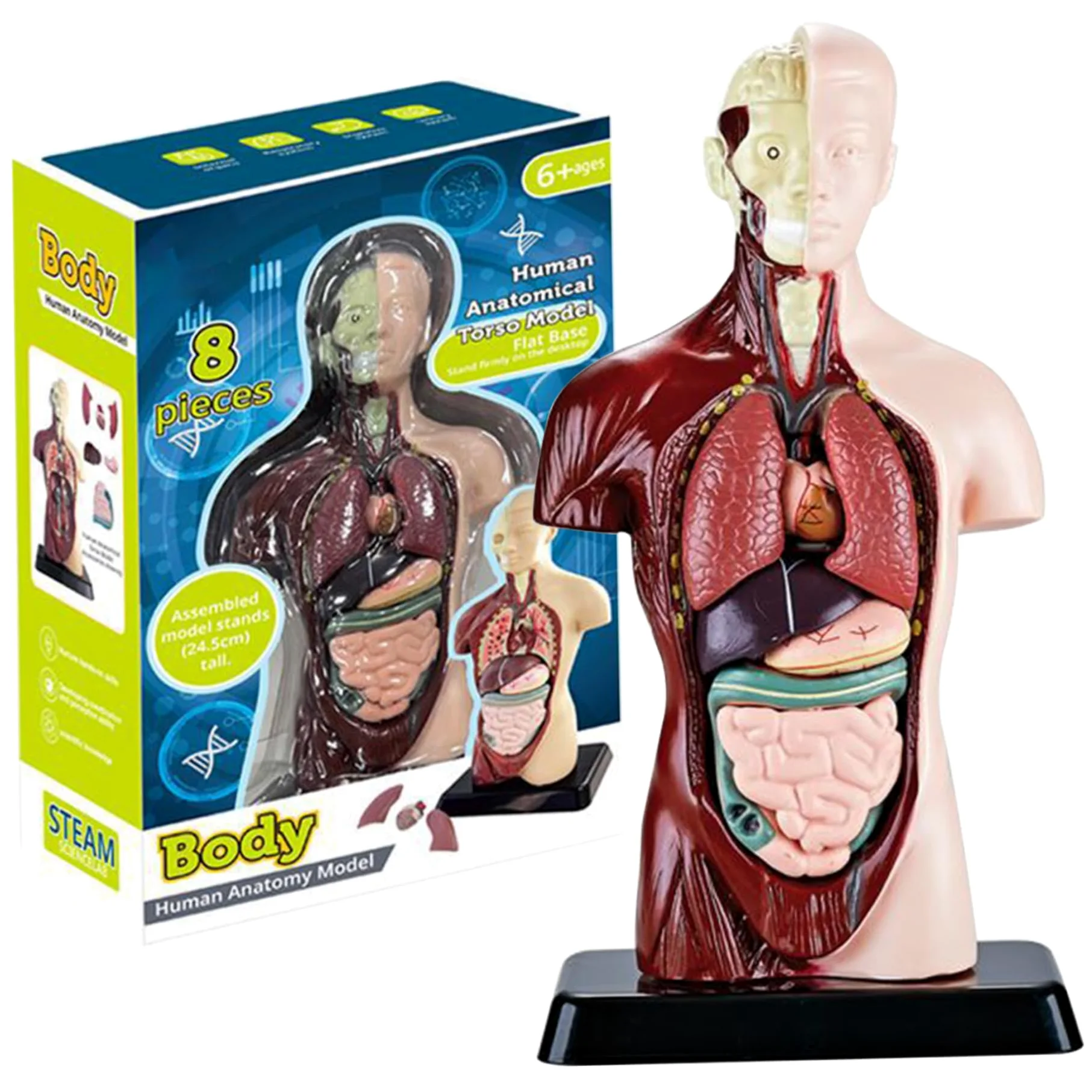 Xiaoxu Modelo del Cuerpo Humano para niños, Juguete de anatomía Humana Realista de 24,4 cm con 6 Partes de órganos extraíbles, Juguete Interactivo Educativo para niños de 6 años en adelante.
