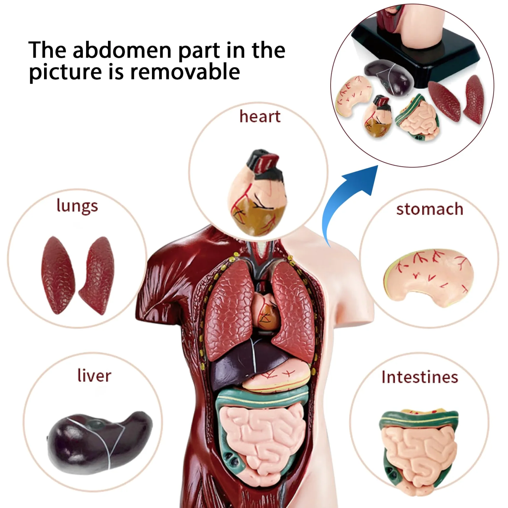 Xiaoxu Modelo del Cuerpo Humano para niños, Juguete de anatomía Humana Realista de 24,4 cm con 6 Partes de órganos extraíbles, Juguete Interactivo Educativo para niños de 6 años en adelante.