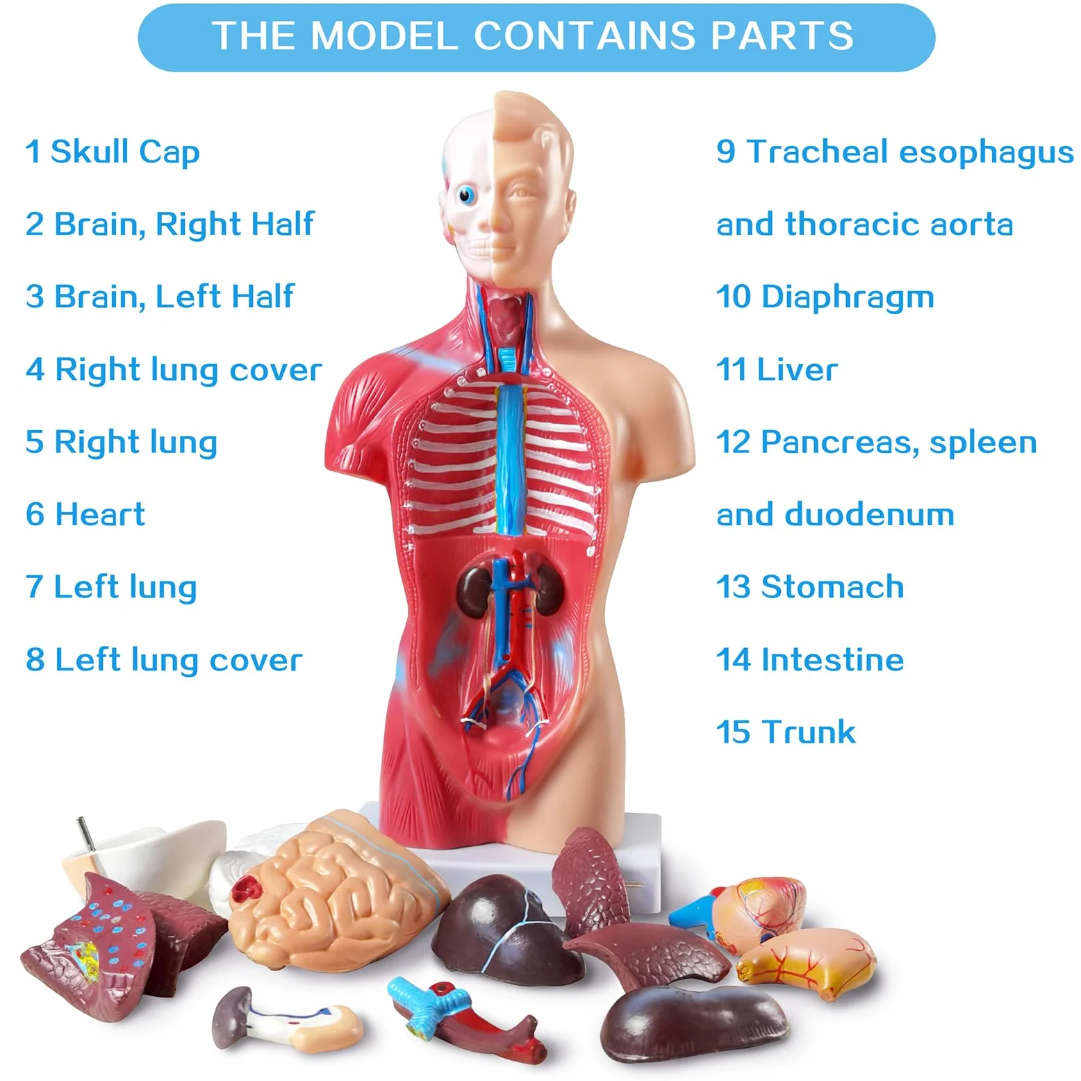 NEW HORIZON Modelo de torso de anatomía humana de 10.5 pulgadas, modelo de montaje anatómico de órganos humanos, 15 piezas de órganos extraíbles, exhibición de educación médica escolar con manual de