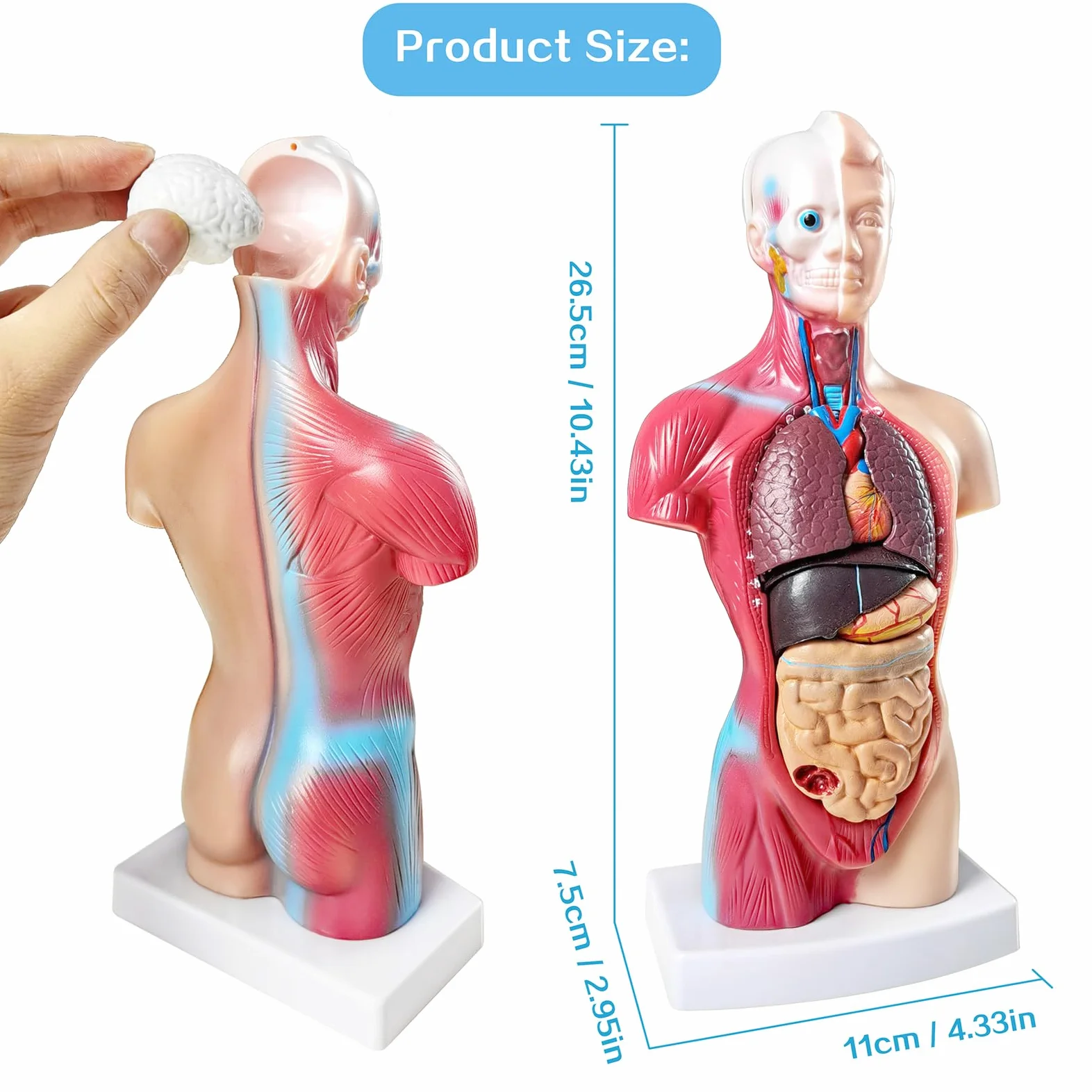 NEW HORIZON Modelo de torso de anatomía humana de 10.5 pulgadas, modelo de montaje anatómico de órganos humanos, 15 piezas de órganos extraíbles, exhibición de educación médica escolar con manual de