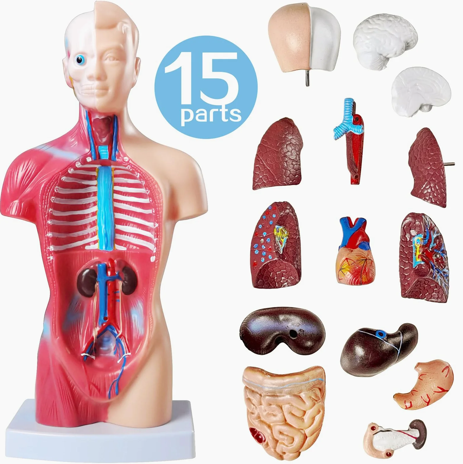 NEW HORIZON Modelo de torso de anatomía humana de 10.5 pulgadas, modelo de montaje anatómico de órganos humanos, 15 piezas de órganos extraíbles, exhibición de educación médica escolar con manual de