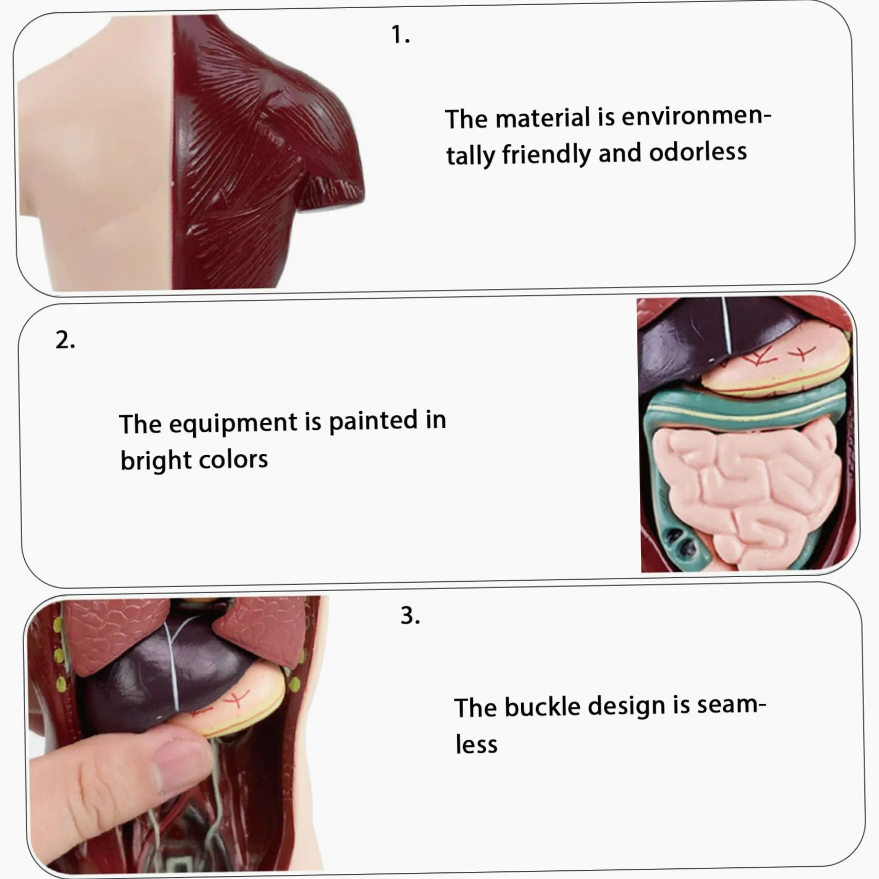 Xiaoxu Modelo del Cuerpo Humano para niños, Juguete de anatomía Humana Realista de 24,4 cm con 6 Partes de órganos extraíbles, Juguete Interactivo Educativo para niños de 6 años en adelante.