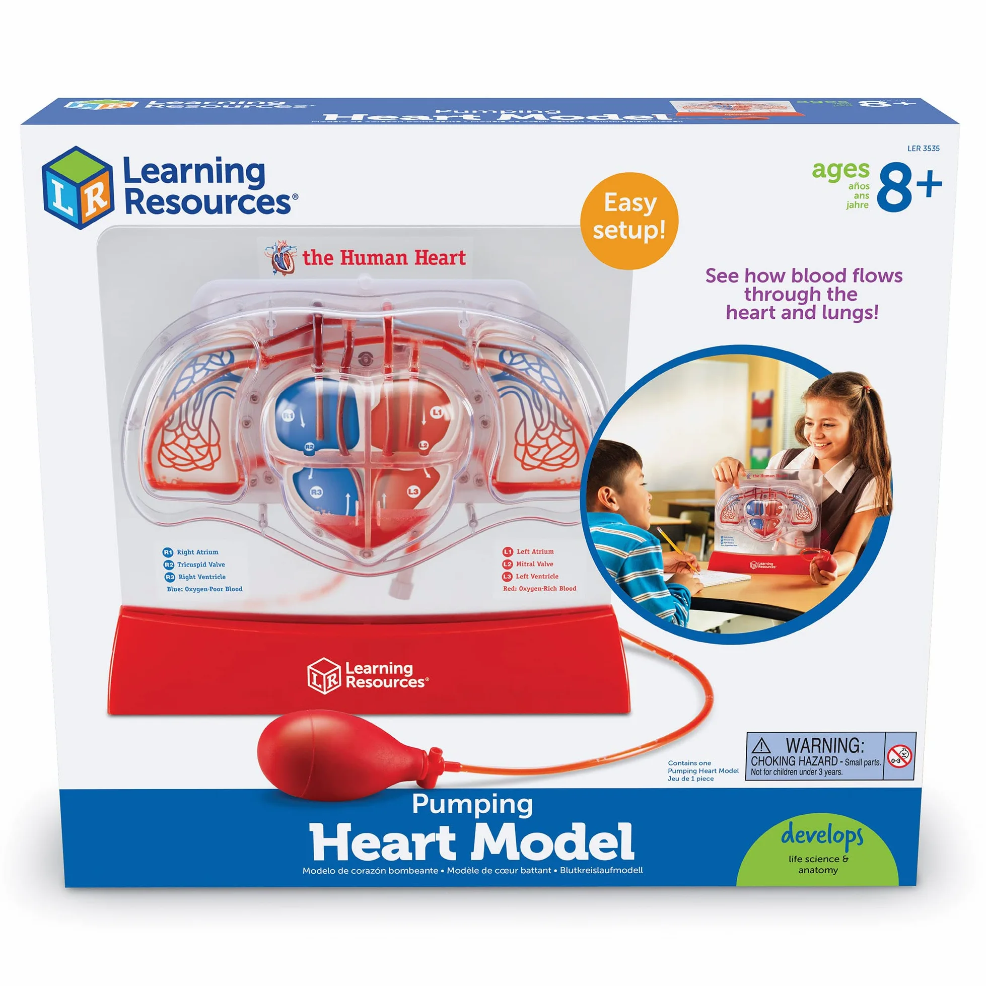 Learning Resources Modelo del corazón bombeante