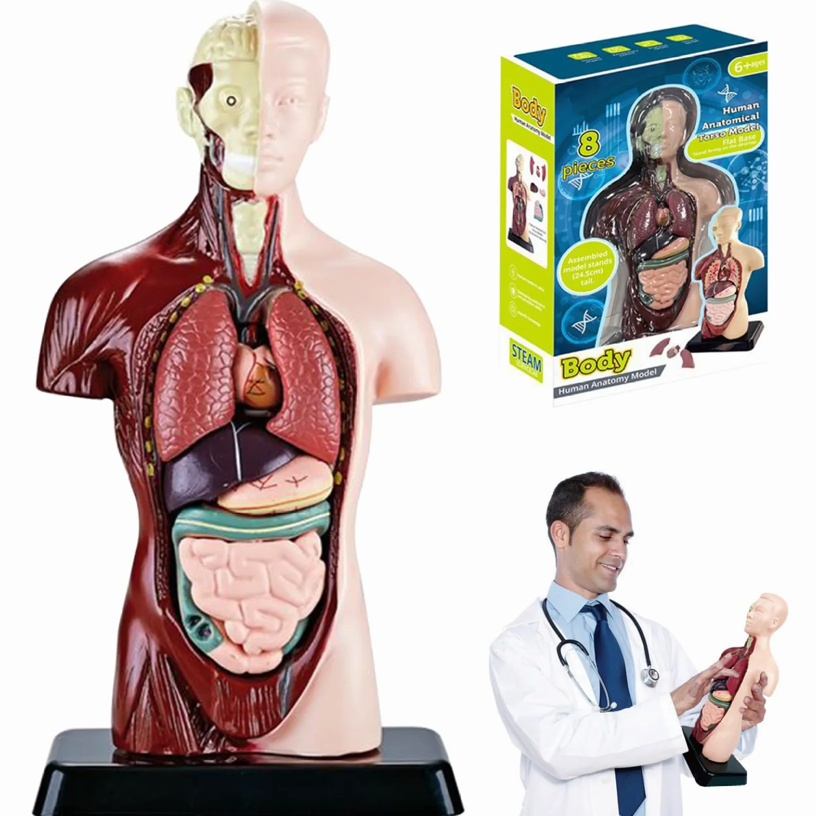 Xiaoxu Modelo del Cuerpo Humano para niños, Juguete de anatomía Humana Realista de 24,4 cm con 6 Partes de órganos extraíbles, Juguete Interactivo Educativo para niños de 6 años en adelante.
