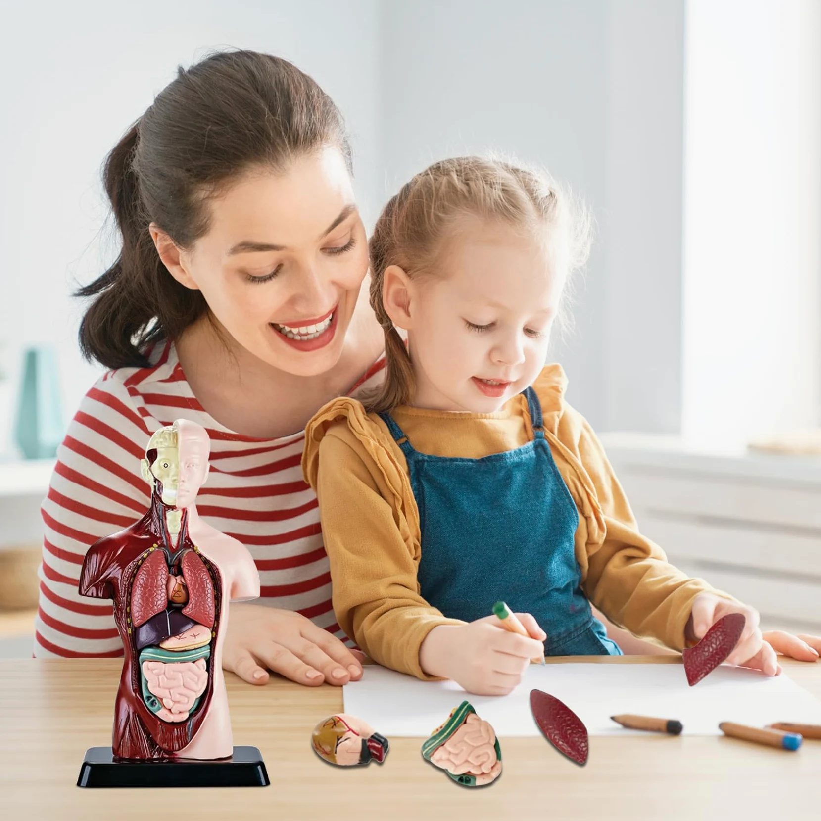 Xiaoxu Modelo del Cuerpo Humano para niños, Juguete de anatomía Humana Realista de 24,4 cm con 6 Partes de órganos extraíbles, Juguete Interactivo Educativo para niños de 6 años en adelante.