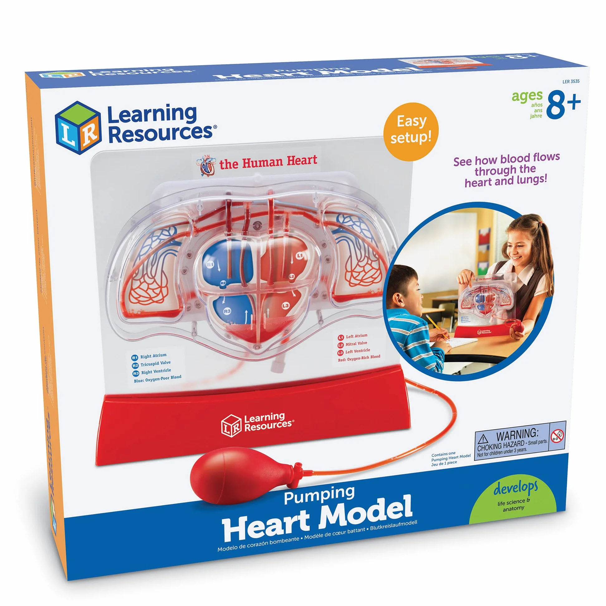 Learning Resources Modelo del corazón bombeante
