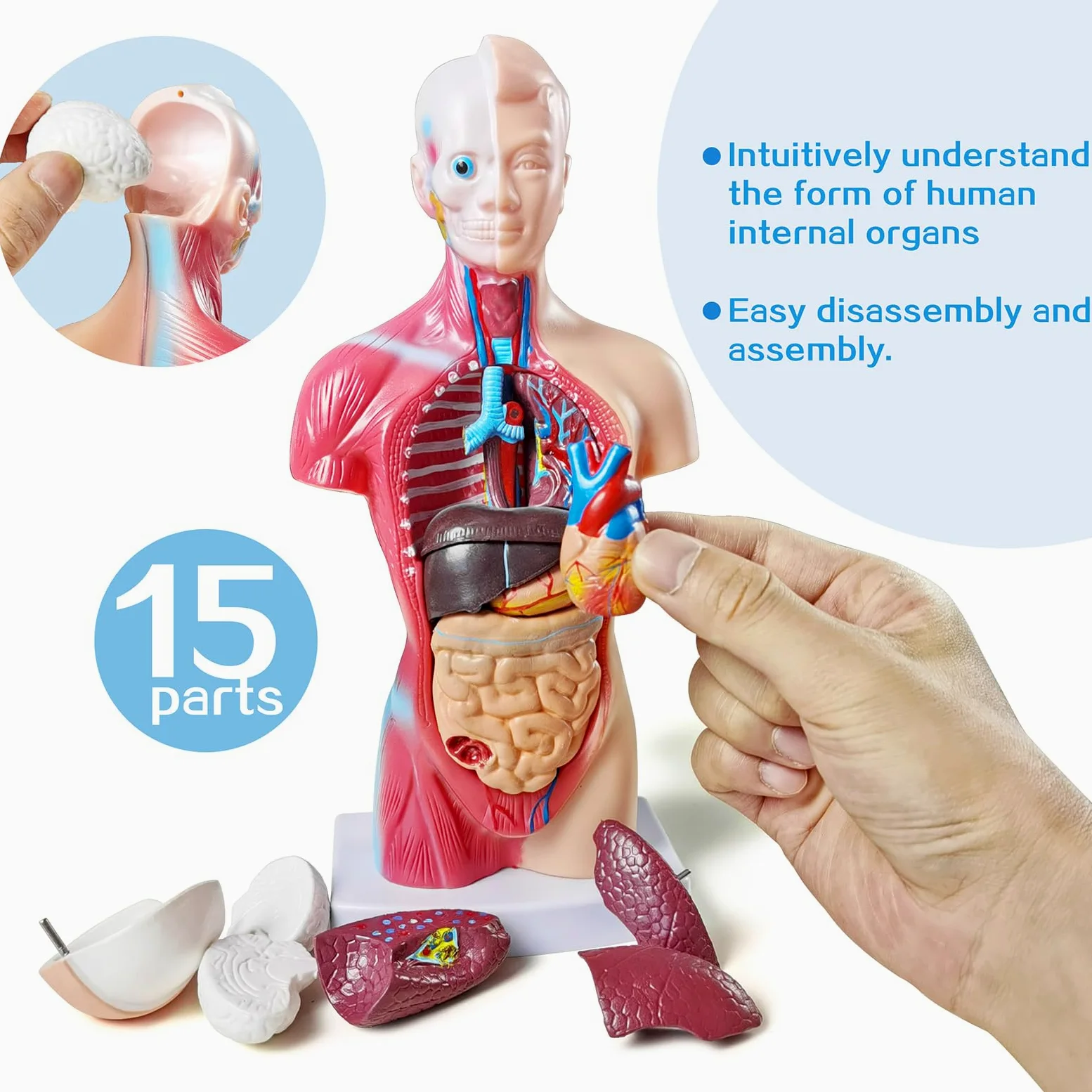 NEW HORIZON Modelo de torso de anatomía humana de 10.5 pulgadas, modelo de montaje anatómico de órganos humanos, 15 piezas de órganos extraíbles, exhibición de educación médica escolar con manual de