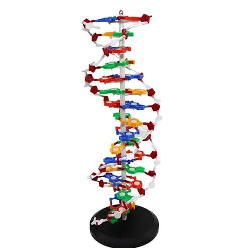 DNA Double Helix - Kit de modelo molecular de doble hélice, base giratoria para un aprendizaje mejorado, ideal para educación médica y enseñanza científica