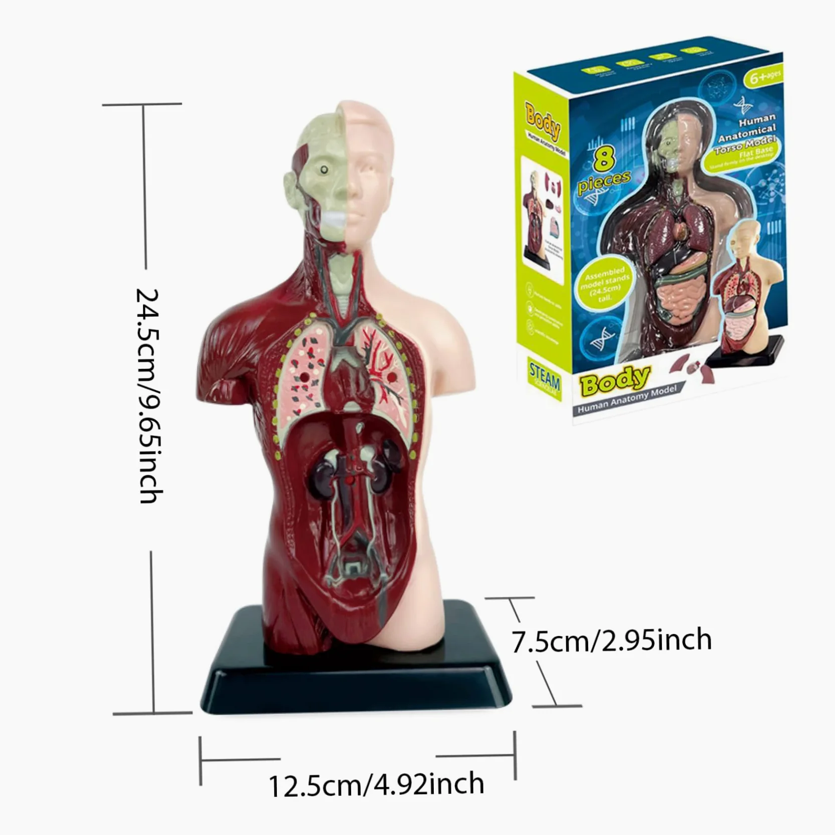 Xiaoxu Modelo del Cuerpo Humano para niños, Juguete de anatomía Humana Realista de 24,4 cm con 6 Partes de órganos extraíbles, Juguete Interactivo Educativo para niños de 6 años en adelante.